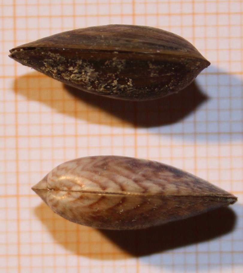 molluschi d''acqua salmastra: Musculista senhousia?